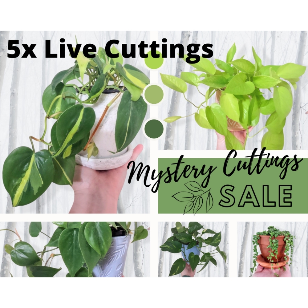 💚5 House Plant Cuttings💚 - Pothos Monstera